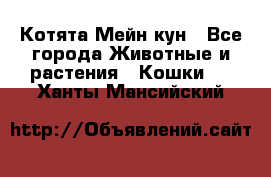 Котята Мейн кун - Все города Животные и растения » Кошки   . Ханты-Мансийский